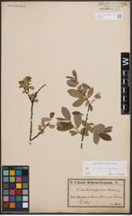 Foto von Salix cinerea L. x Salix nigricans Sm.